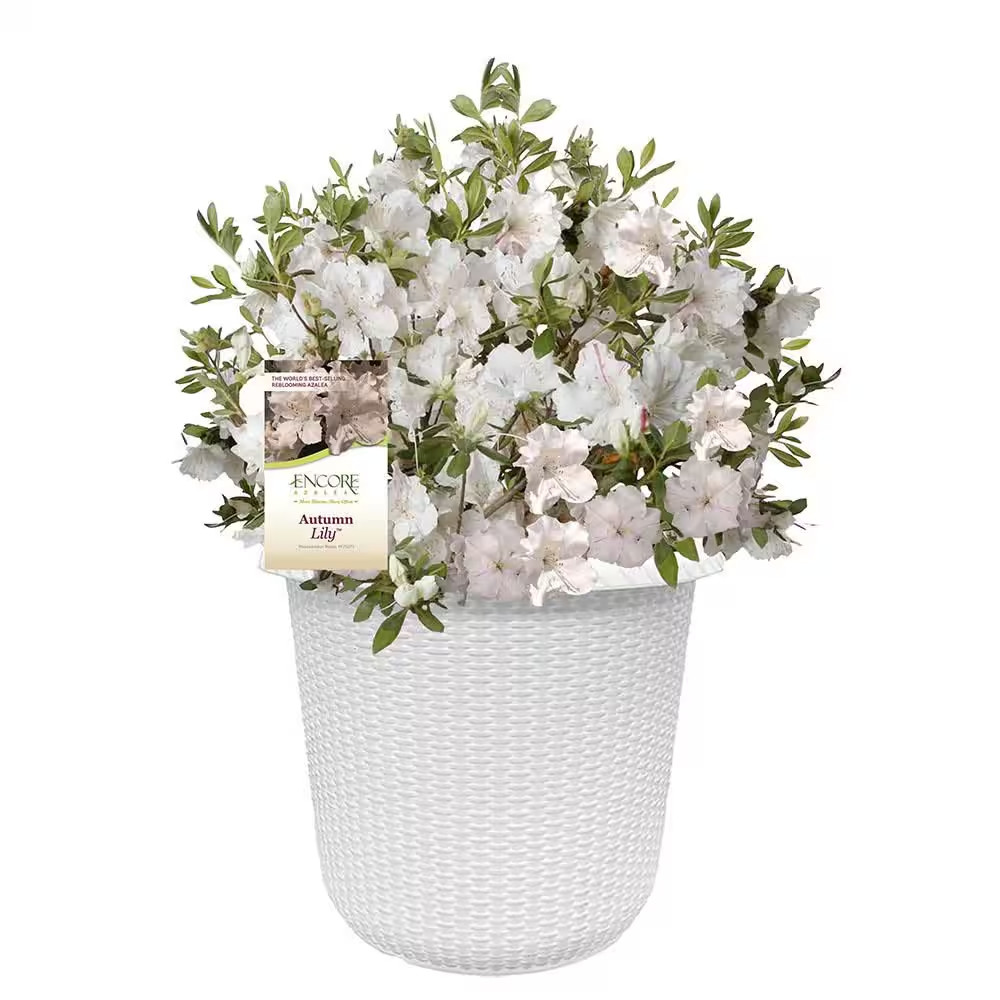 2 Gal. Autumn Lily Azalea Shrub with White Flowers in Decorative Container