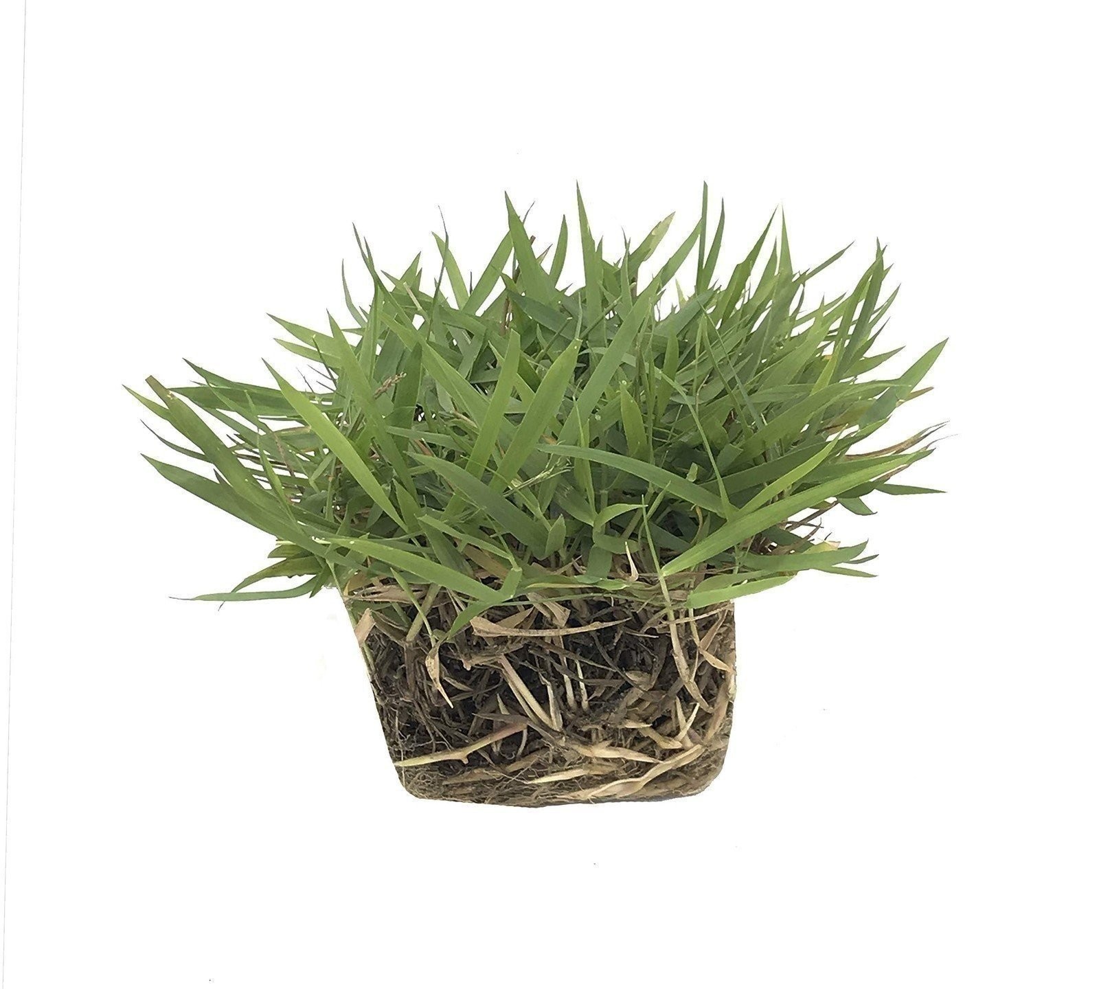 Zoysia | Sod Plugs | Zoysia japonica | Low Maintenance | Hardy | Landscape Plant