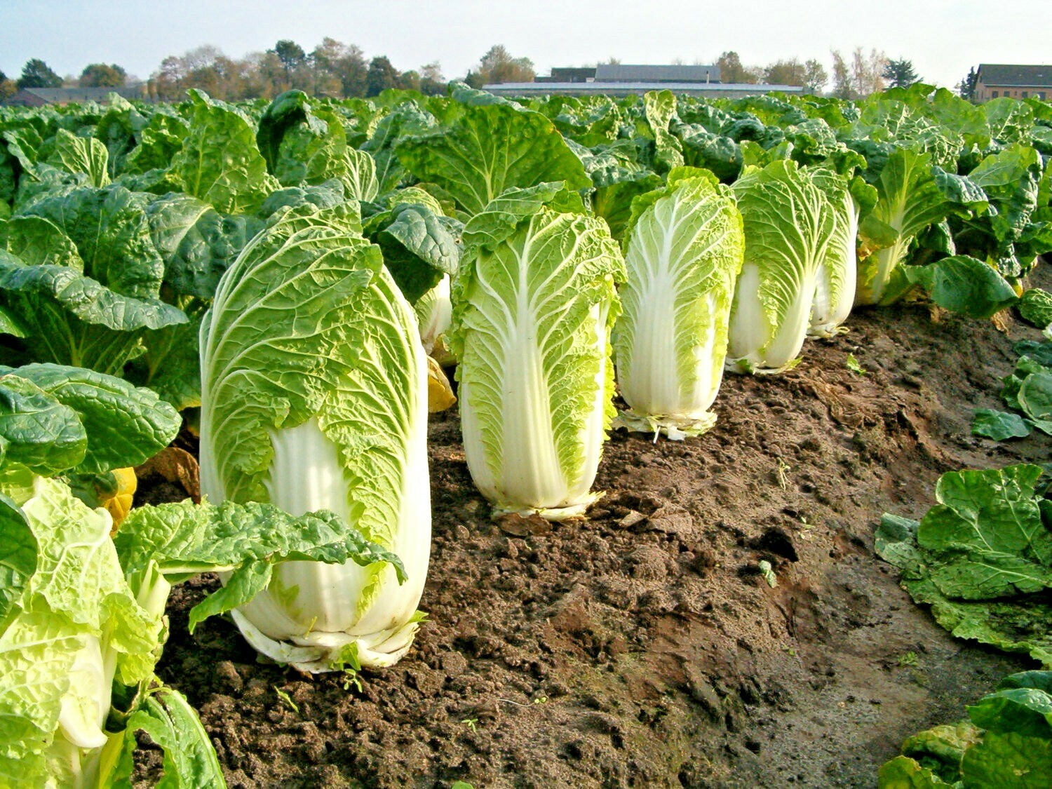 601+MICHIHILI Cabbage Seeds Organic Asian Spring Fall Vegetable Garden Container
