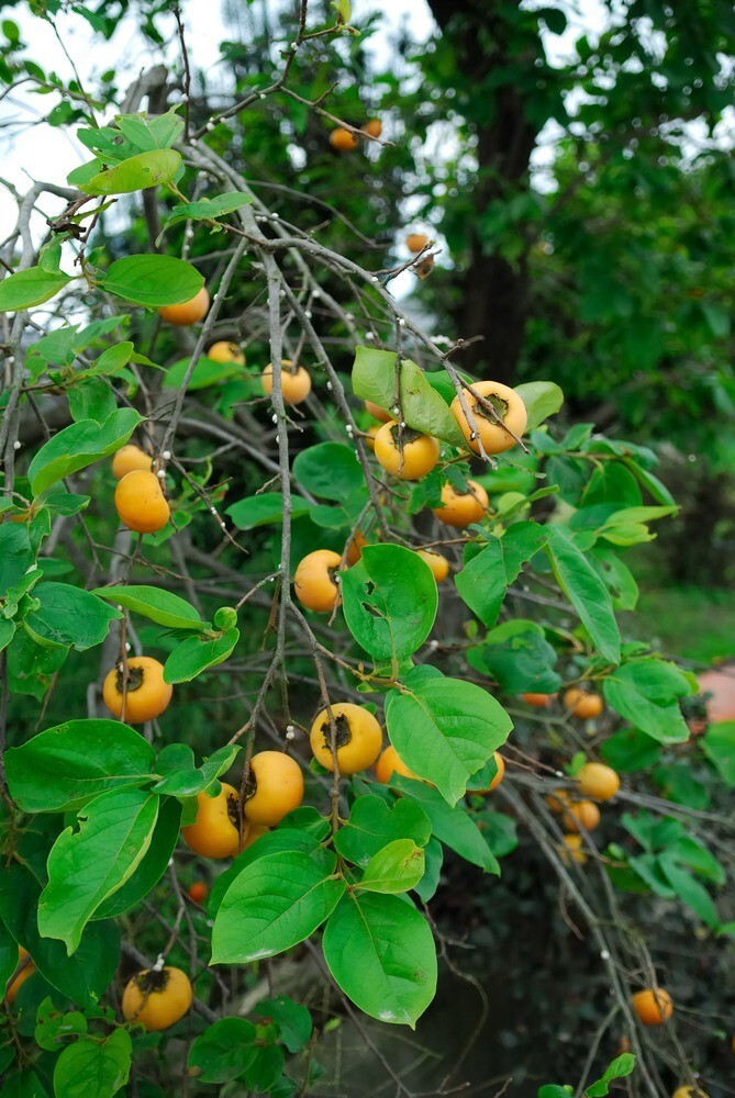 Fuyu Persimmon Tree 4-5 ft. Bare-root Sent January to April