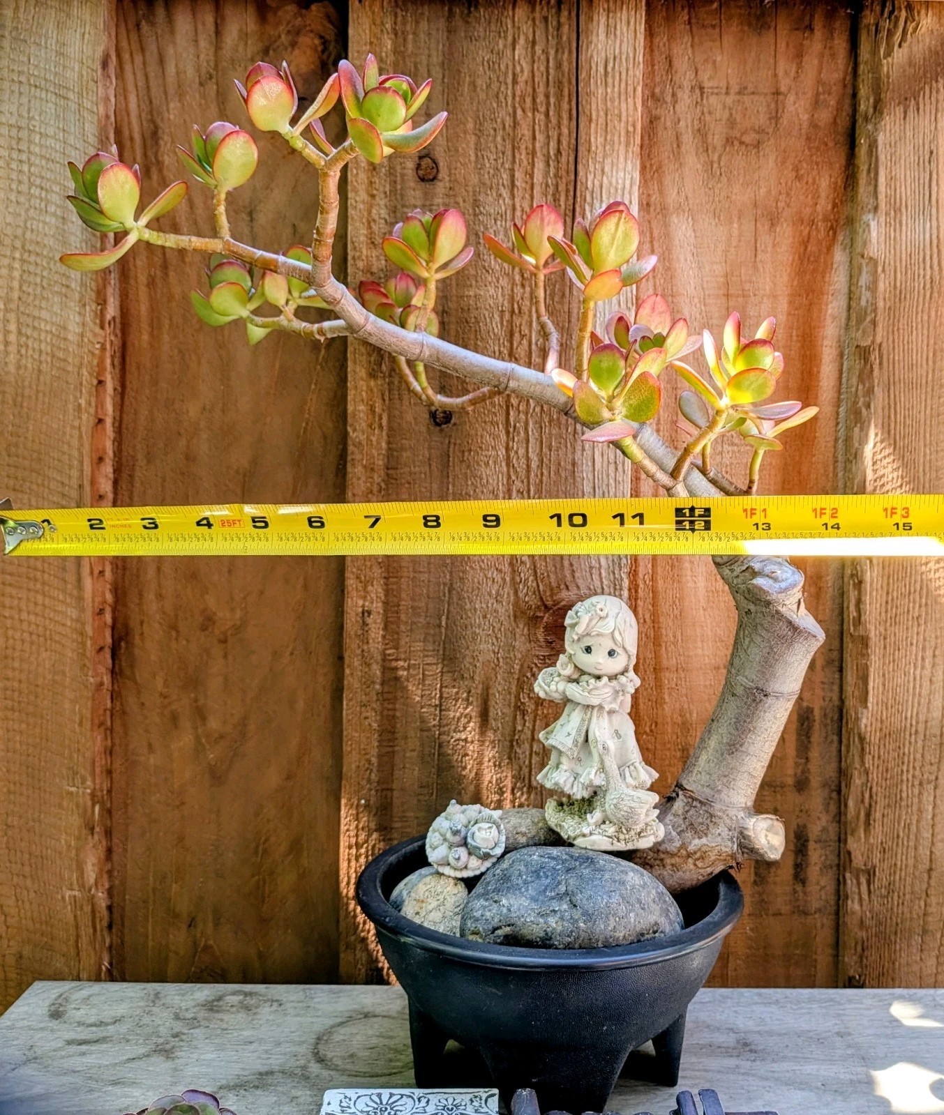 Jade Plant Thick Trunk Desktop Non Drilled Hole Bonsai @Door Pickup Zip Is 94538
