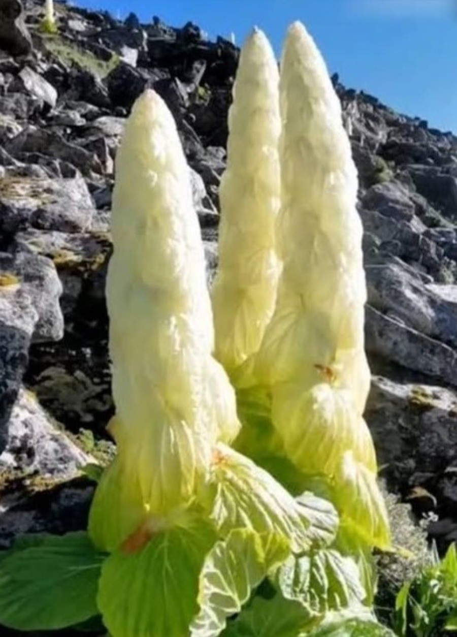 Rheum Nobile 5 Seeds, Giant Rare Edible Noble Or Sikkim Rhubarb Vegetable Plant