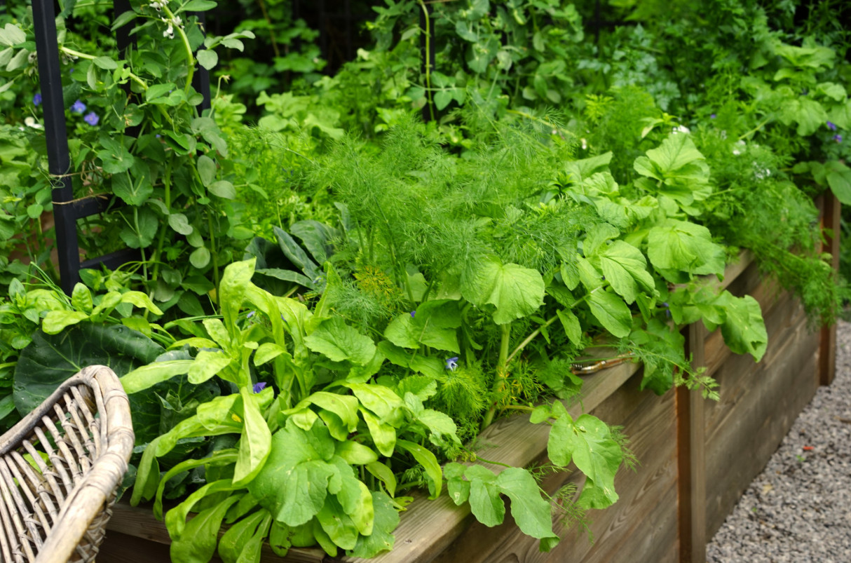 3 Live Random Herb Plants – 3–6″ Tall – Mixed Culinary Herb – Ships No Pot