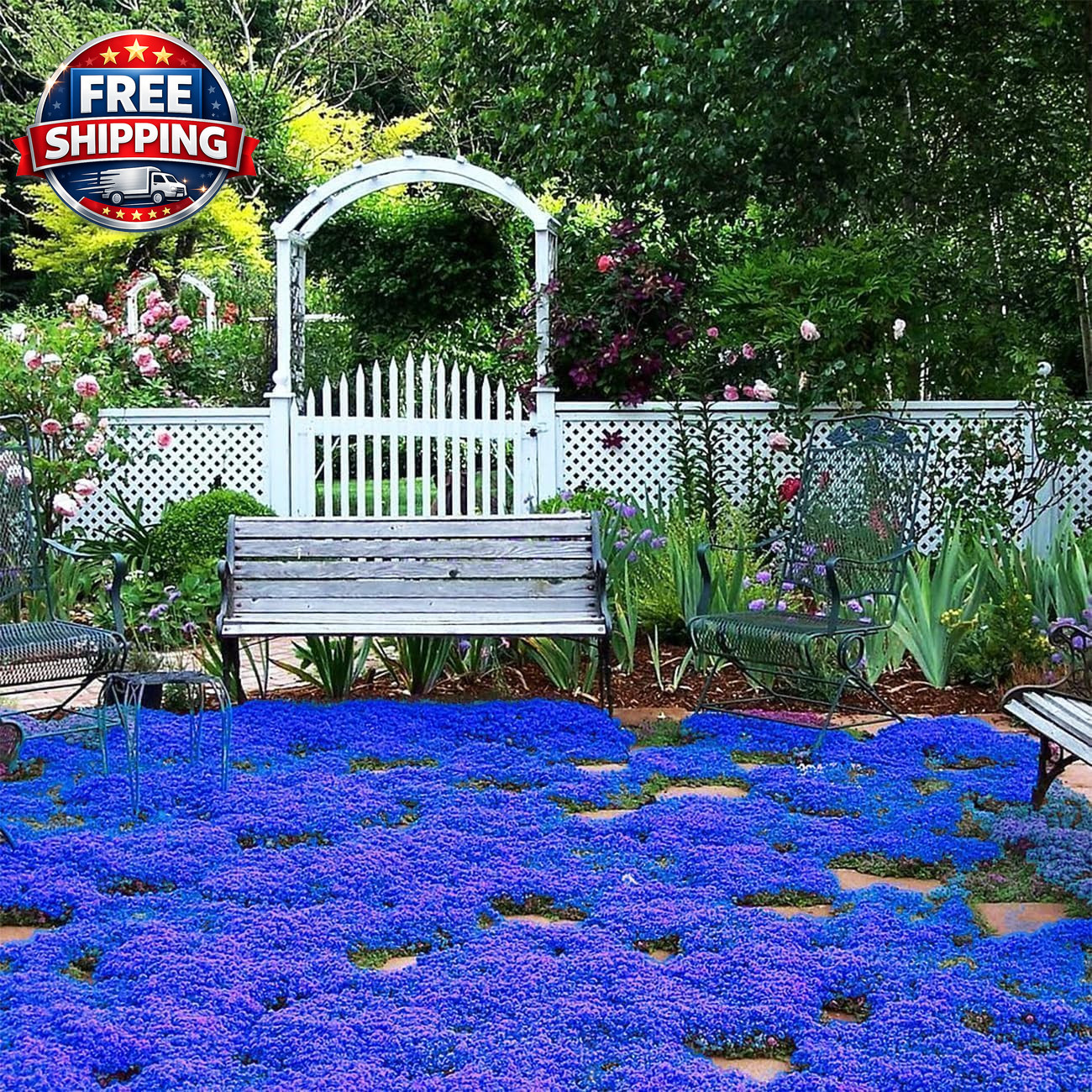 29000+ Magic Creeping Thyme Seeds for Planting Perennial Ground Cover Plants Thy