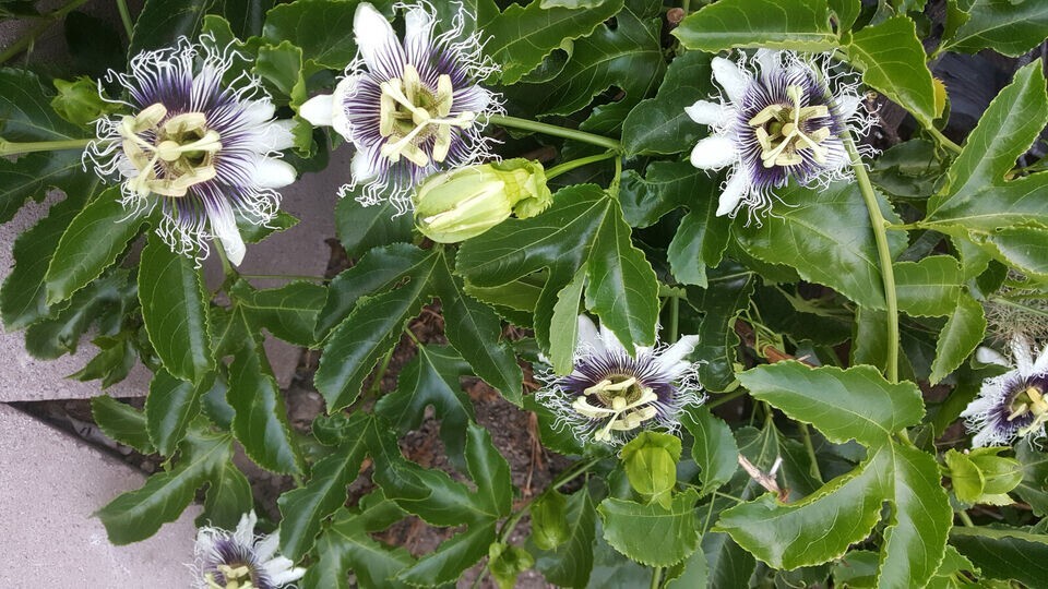 30+ Organic Passion fruit Seeds-None GMO- Grow in USA