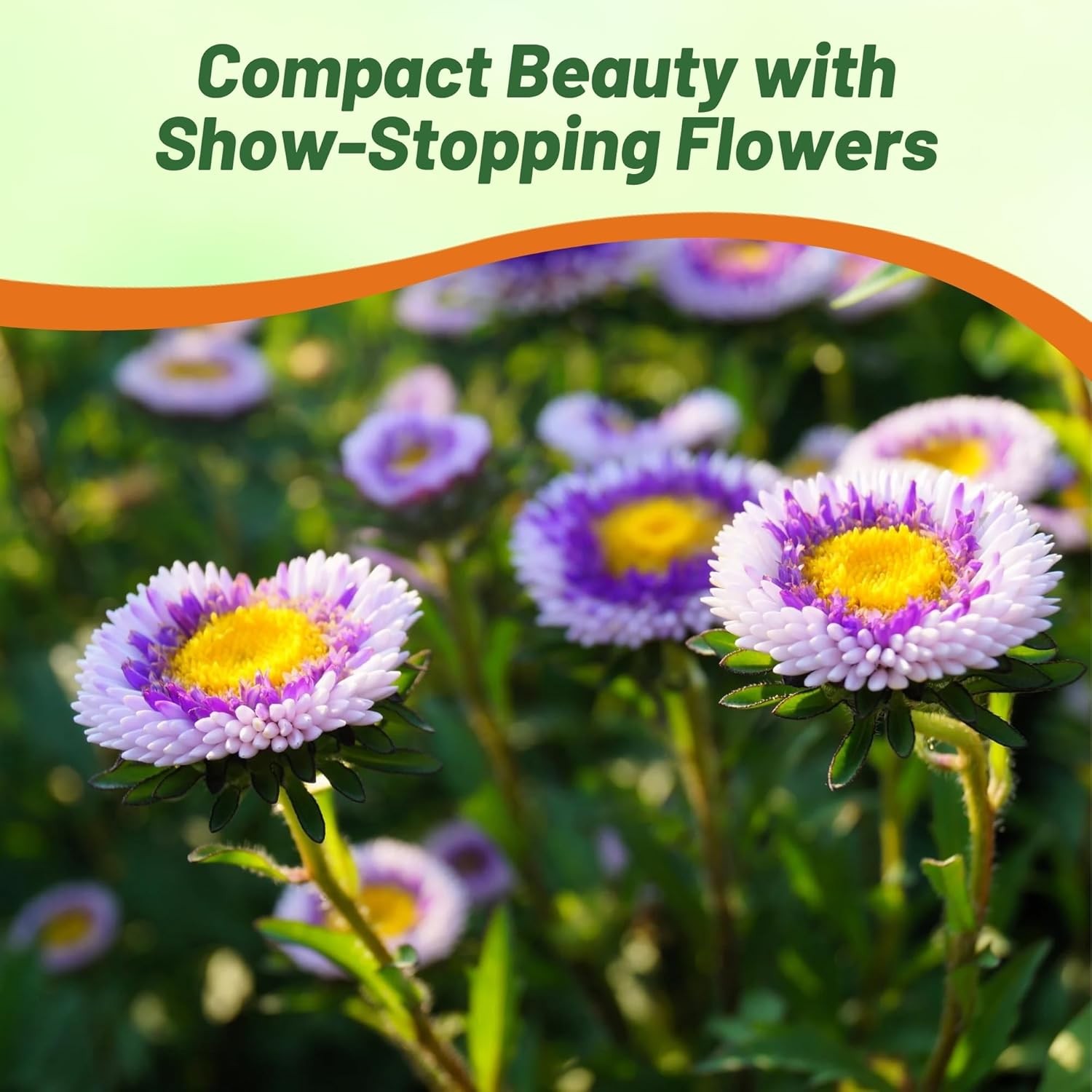 1000 Seeds Aster Seeds – Aster Callistephus Tall Pompon Blue Moon Flower Seed
