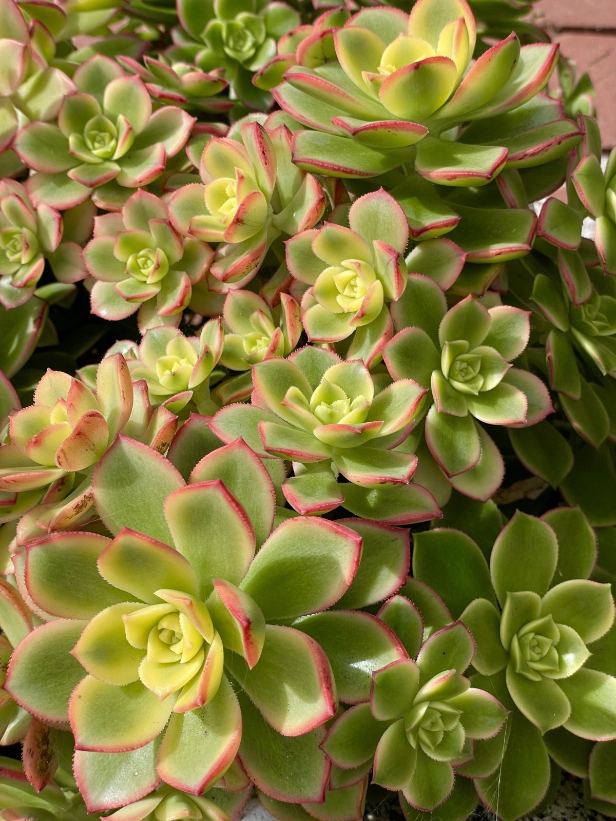 Rare Aeonium Kiwi Variegated Succulent Live Plant Unrooted Cutting 2-3 Inches