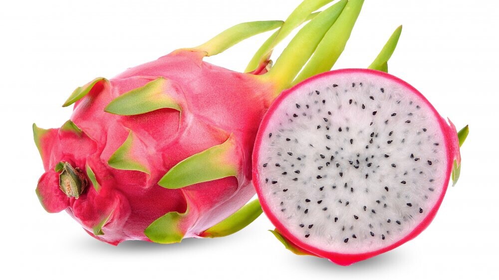 1 Rooted And Sprouted White Dragon Fruit 15” With Pot Live Plant