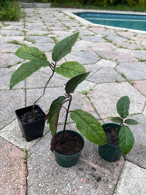 Starburst Clerodendrum – well rooted young seedling, sizes vary, without pot