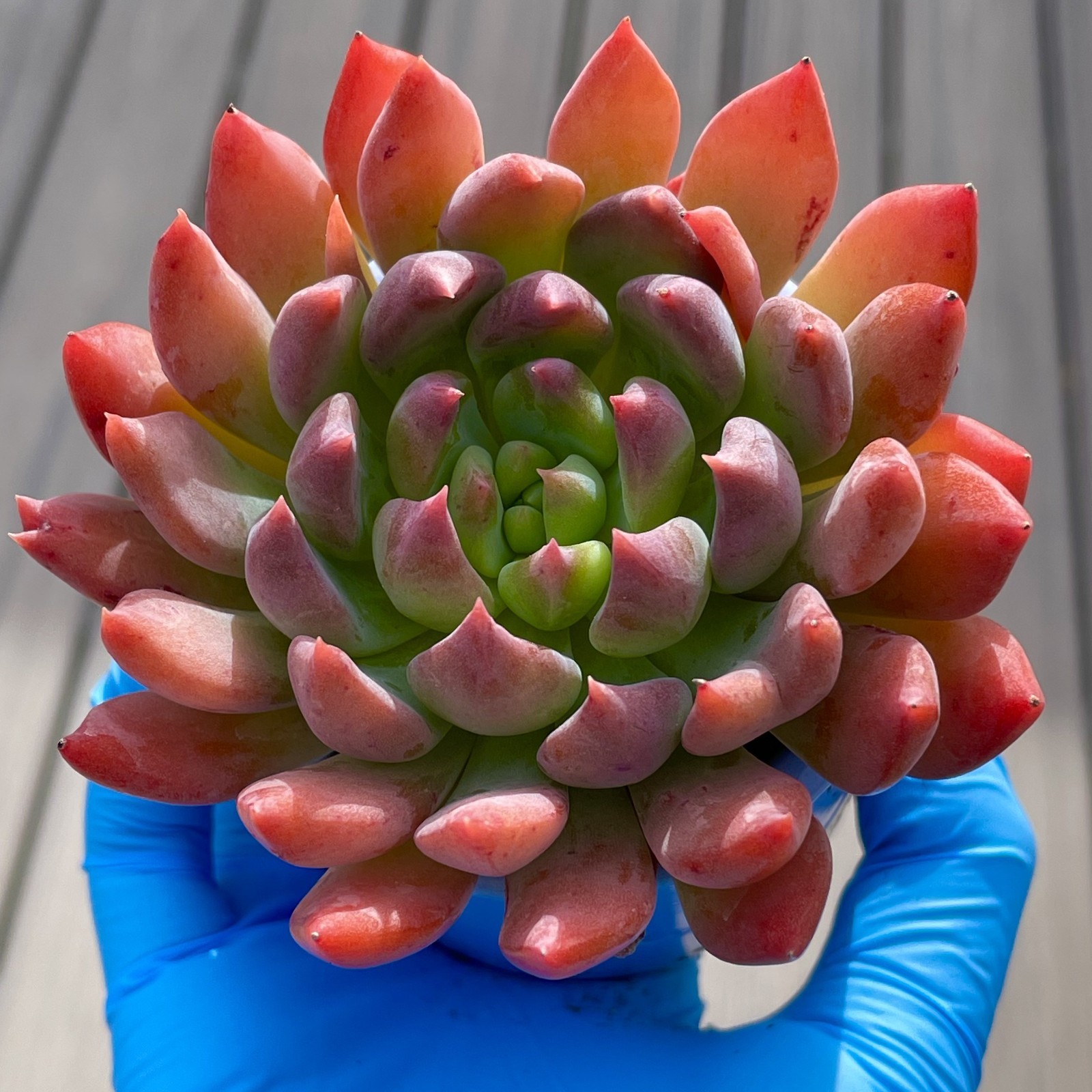 Rare Succulent Dark Elf Fully Rooted Healthy Live Easy Care Plant 2-3 Inches