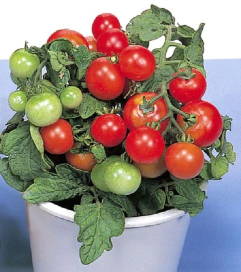 RED ROBIN Dwarf TOMATO Seeds Organically Grown Unique Creek Homestead Certified