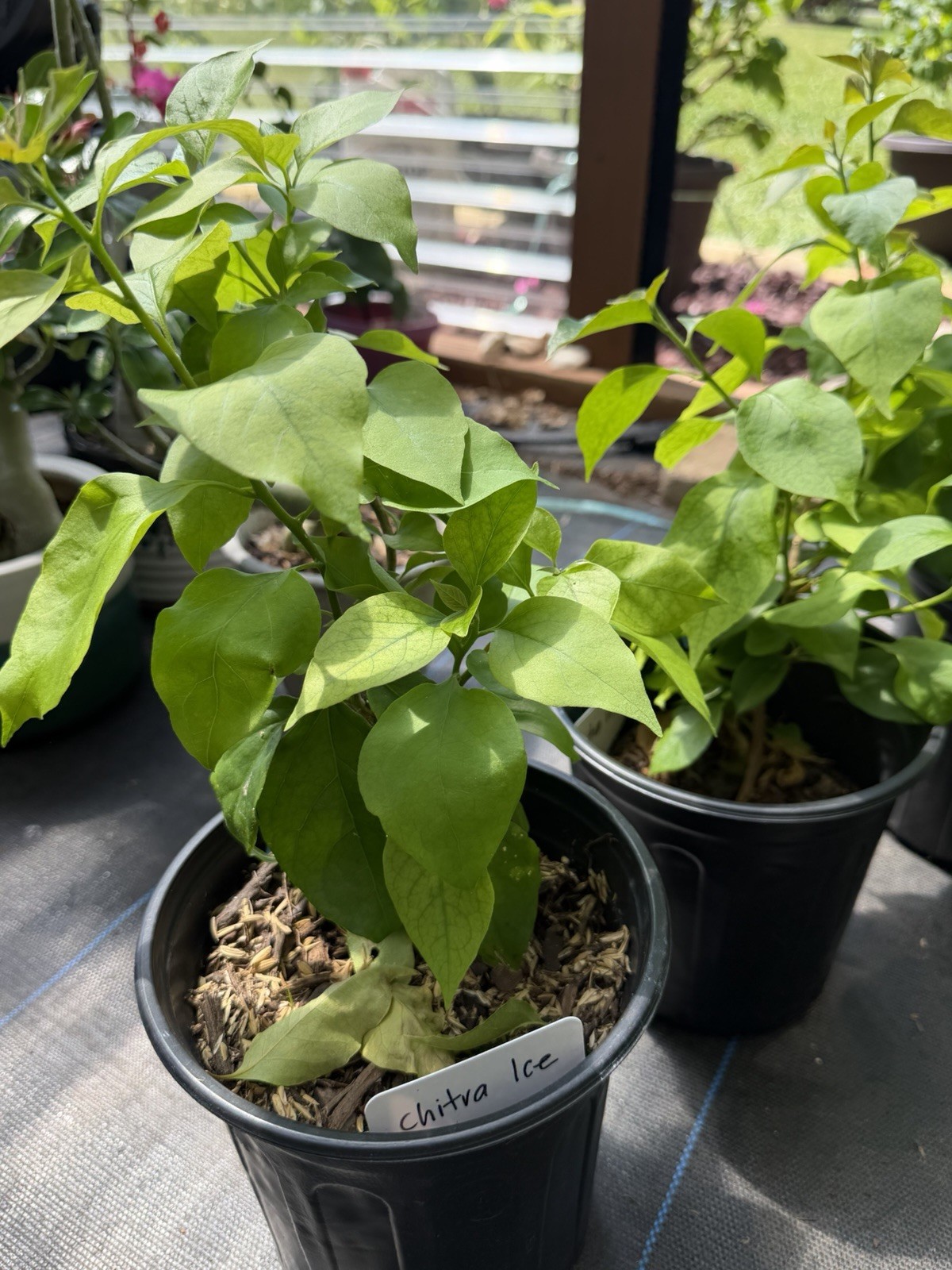 Chitra Ice live rare bougainvillea plants for sale.