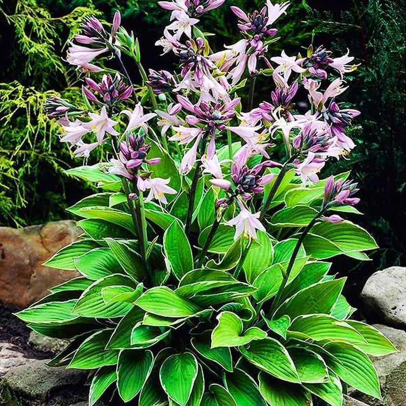 310+ USA Premium Rare Hosta Flower Seed for Planting Outdoors Garden Home Beauti