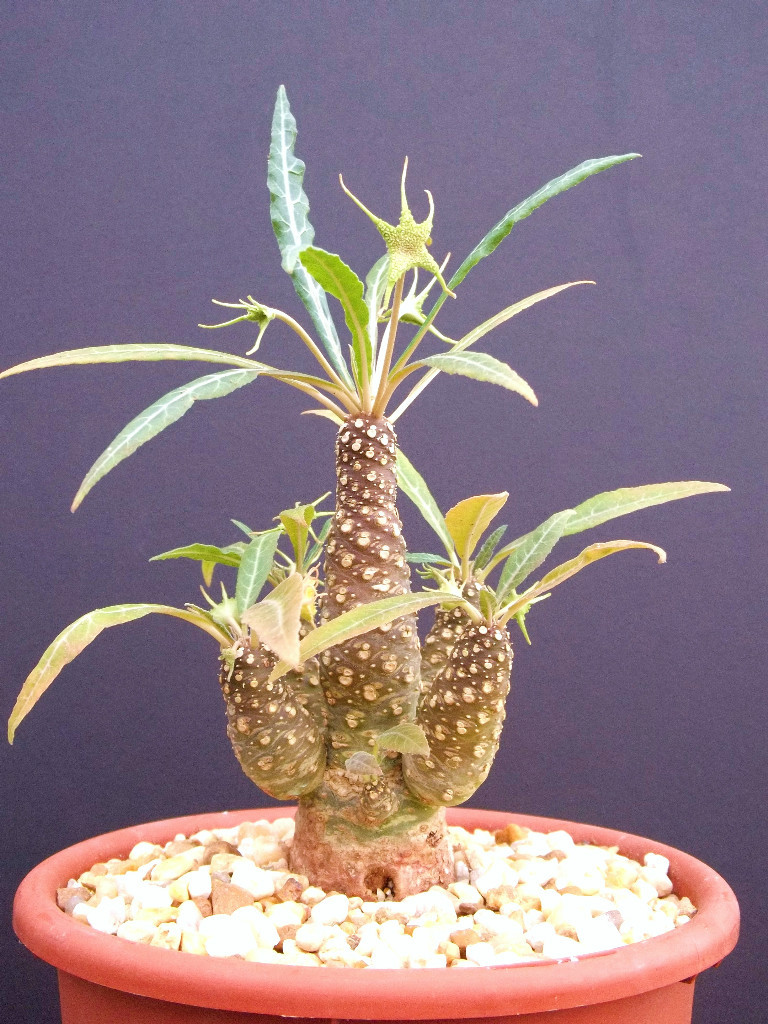 DORSTENIA VARIETY MIX, exotic rare pachycaul cactus caudex bonsai seed 100 SEEDS