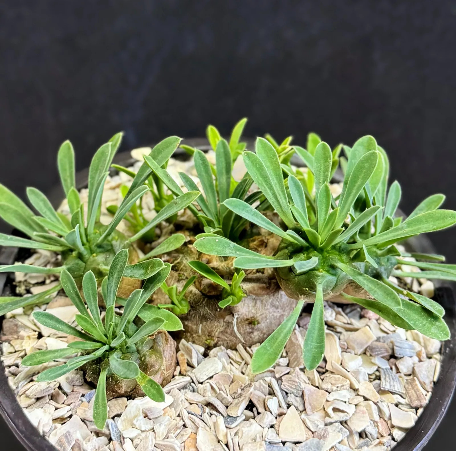 EUPHORBIA JAPONICA exotic dwarf bonsai caudex rare succulent 4″ PLANT