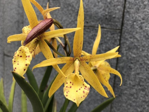 Cattleya Bc Yellow Bird Llive Orchid Plant 6″ Pot BS SH