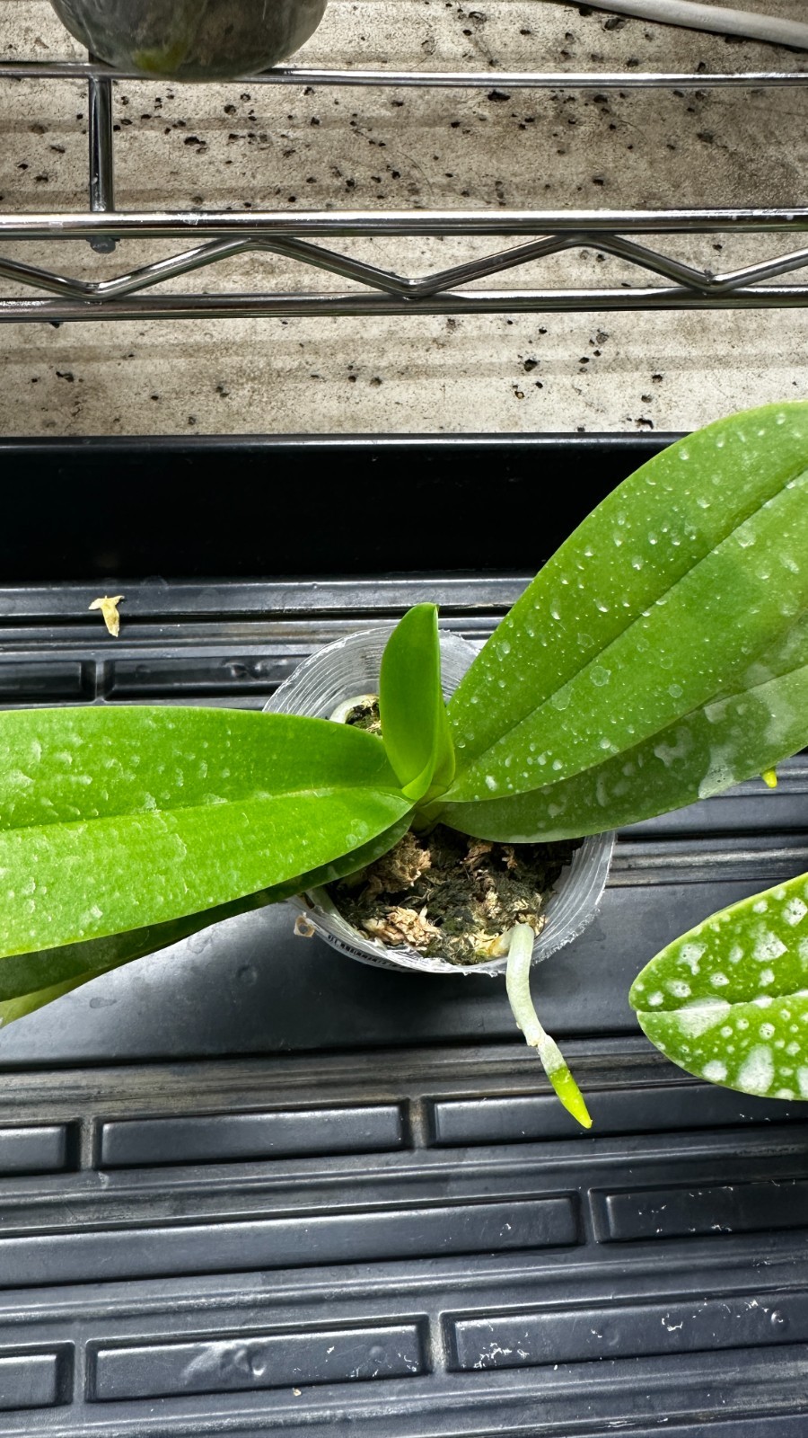Phalaenopsis Summer Rose ‘Blue Star