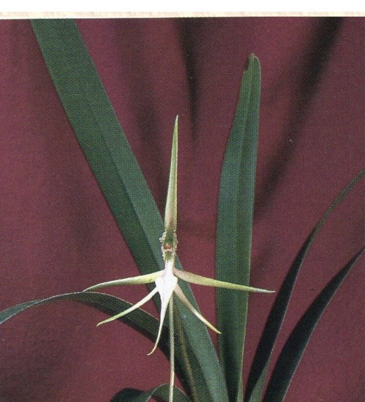Jumellea gracilipes Compact Rare Orchid Species Fragrant Madagascar