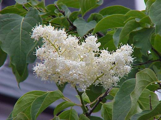Japanese Tree Lilac, Syringa reticulata, Tree Seeds (Fast, Fragrant, Hardy)