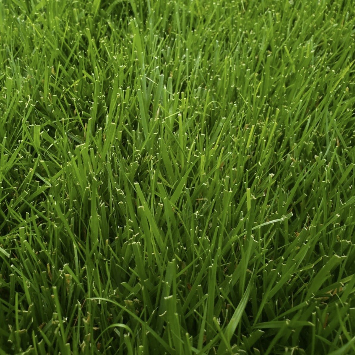 Barenbrug 16205 Kentucky 31 Tall Fescue Grass Sun or Shade Grass Seed 5 lb