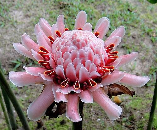 SWEET PINK TORCH GINGER ETLINGERA LIVE RHIZOME TROPICAL