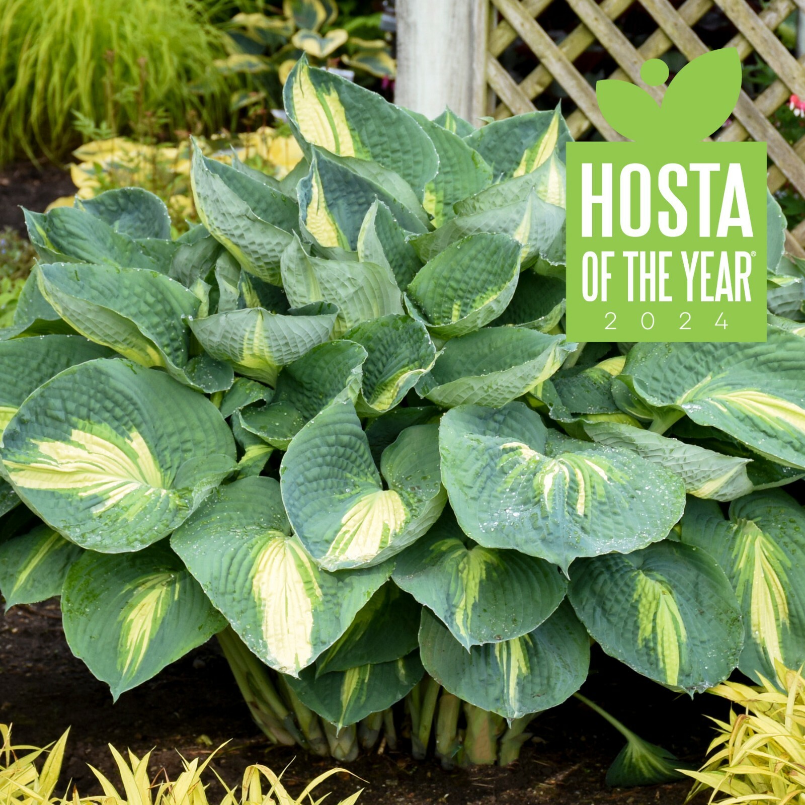 Hosta Shadowlands “Hudson Bay” Proven Winners Rooted 5.25″ Pot Perennial Shade