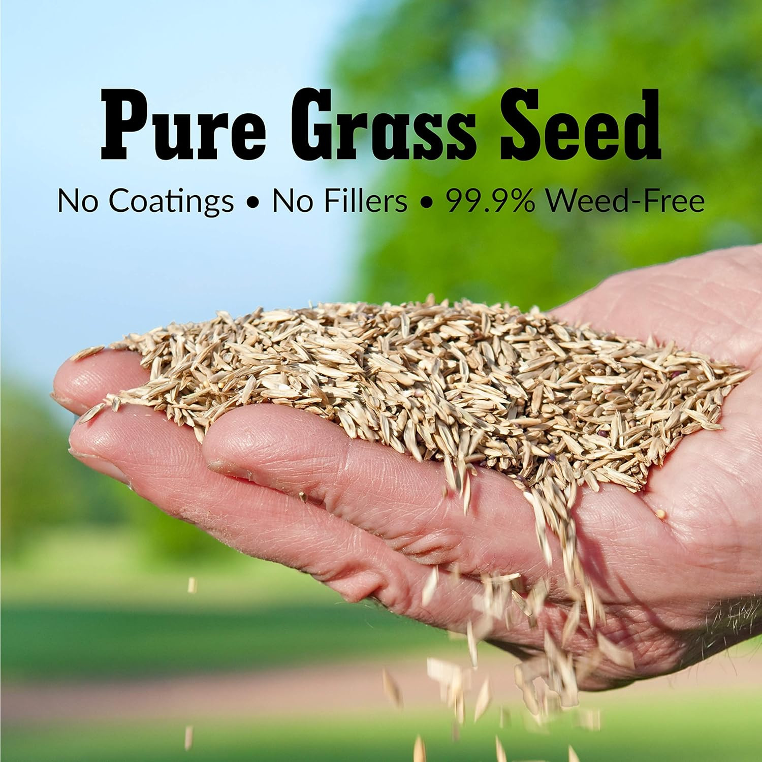 Trifecta II Gray Leaf Spot Resistant Perennial Ryegrass Blend, 50 lb Bag