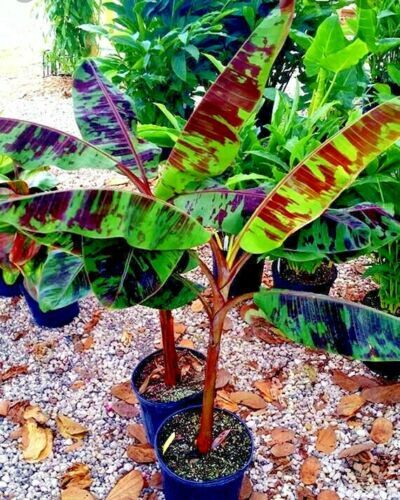 5 Red Tiger Darjeeling Banana Plant Tree Seeds (Musa sikkimensis) Hardy-Zone 5