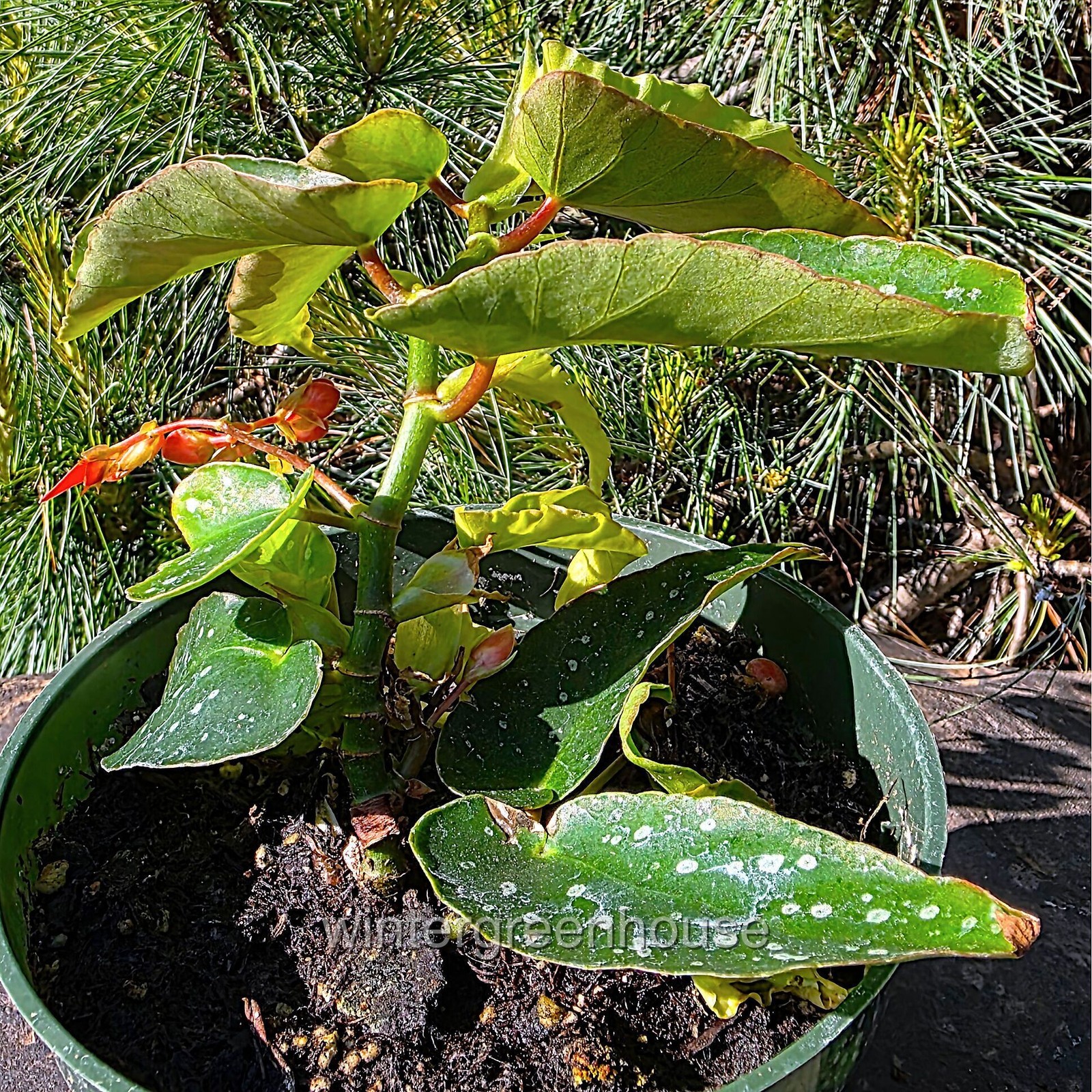 Begonia maculata Tamaya, Bamboo Cane Begonia, Container Size: 4.5″