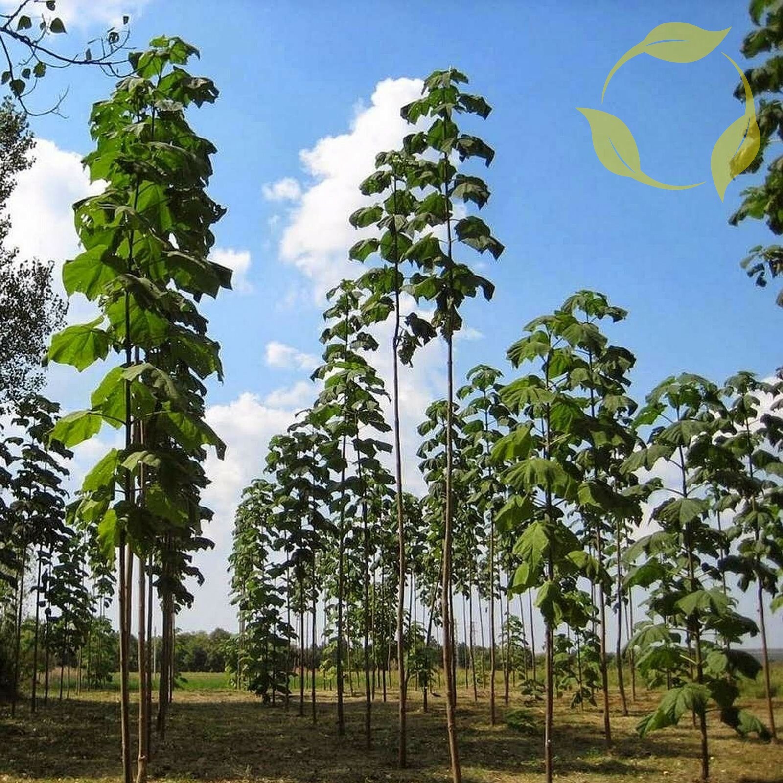 SHANTONG HYBRID Paulownia Shan Tong 5000,10000 (5k, 10k) SEEDS (PROMO)