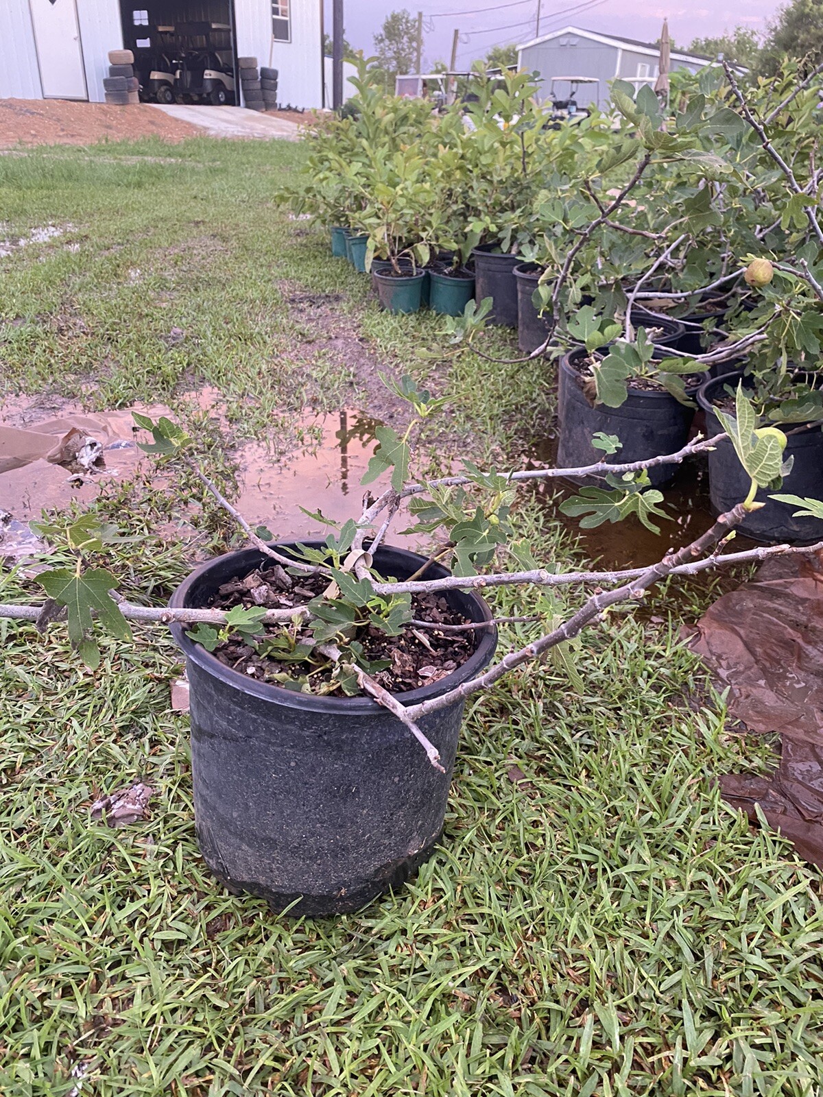 Brown Turkey Fig Tree – Air Layered, 1-2 Ft Tall, In 5 Gallon Pot