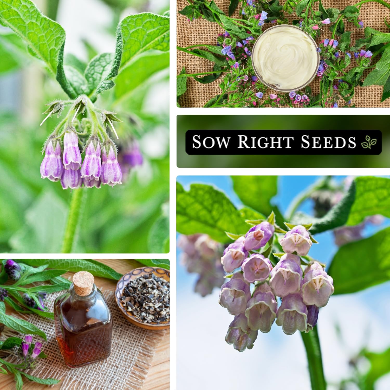 Sow Right Seeds – Comfrey Seeds for Planting – Non-GMO Heirloom Packet with Inst