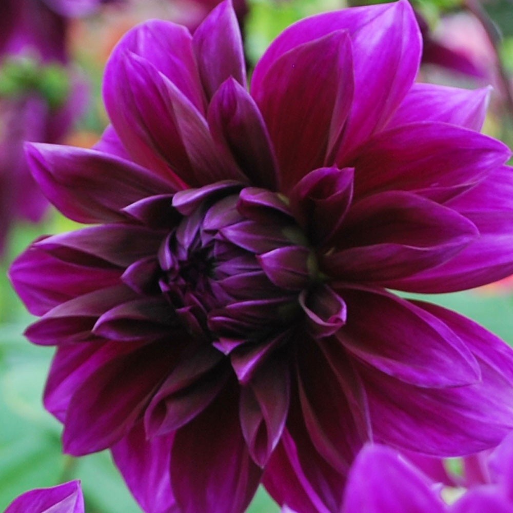 2 Dahlia Dinnerplate Thomas Edison Live Flower Plant Bulbs/ Tubers Velvety Bloom