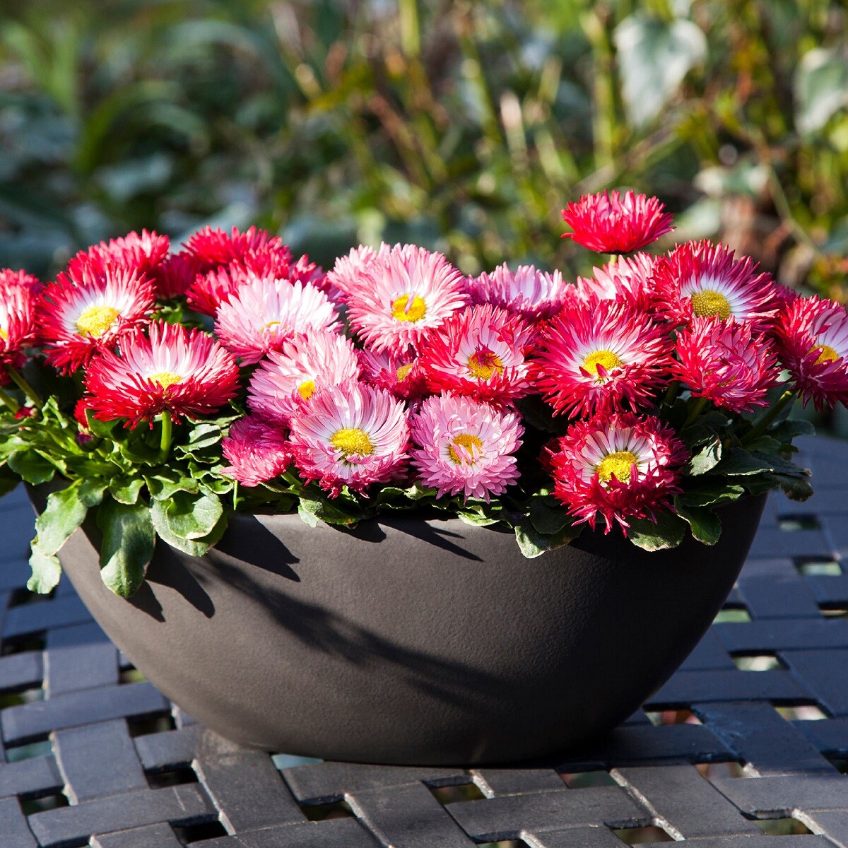 Bellis Seeds Bam Bam Mix 50 Pelleted Seeds English Daisy