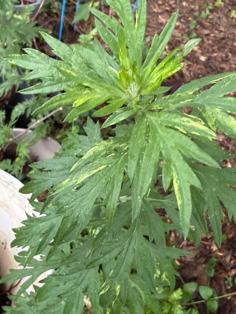 2 Bareroot Artemisia vulgaris Mugwort Plant Lucid dreaming 12 inches tall