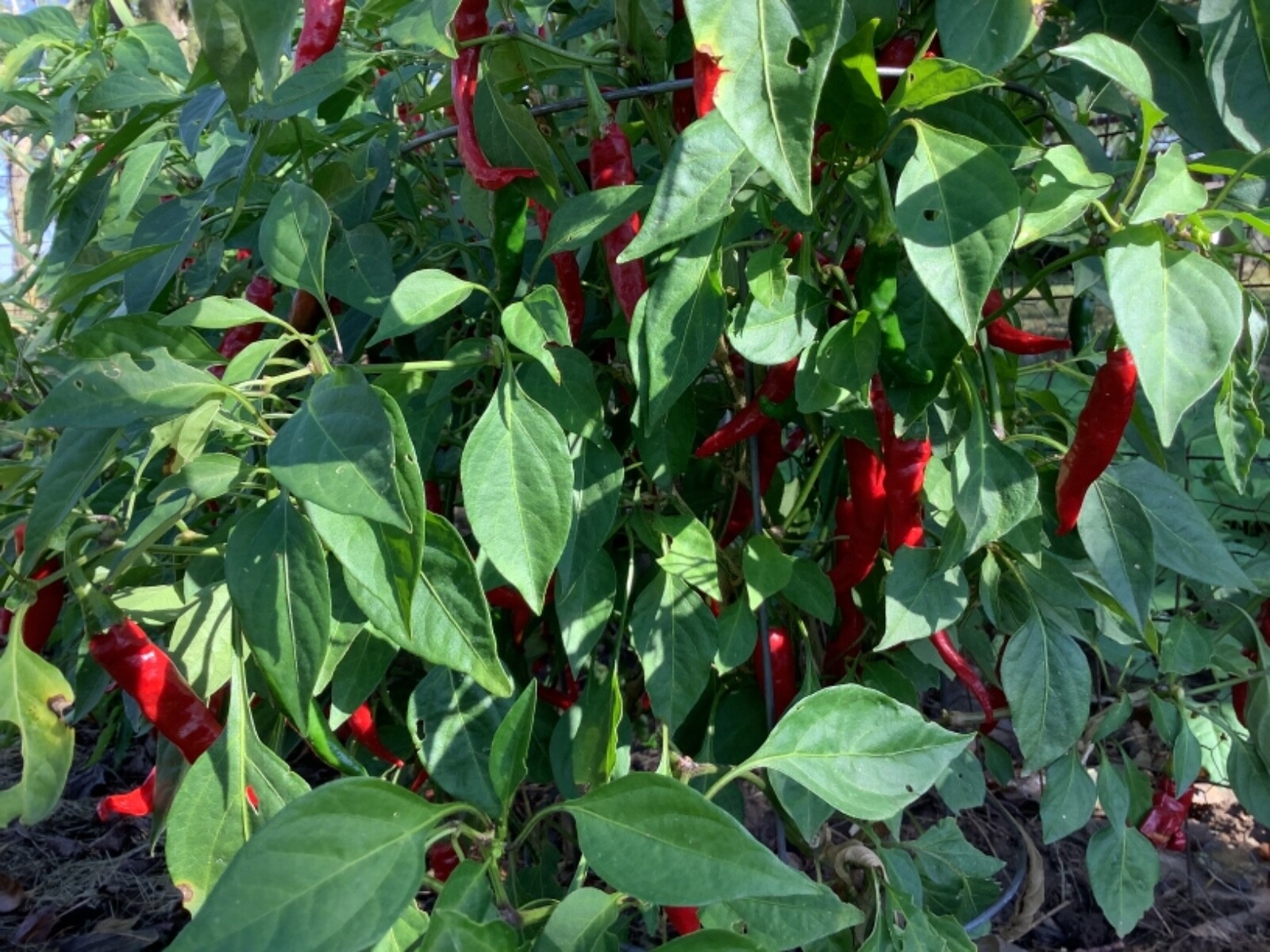 60 Cayenne chili pepper seeds, organically grown heirloom non GMO