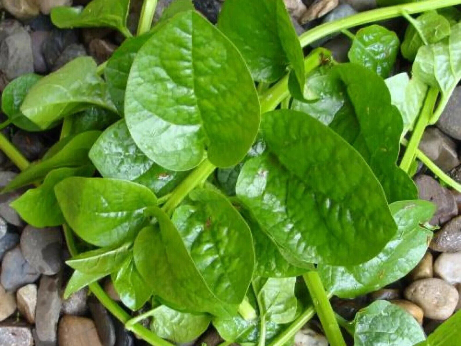 10gr = 320+PCS GREEN MALABAR SPINACH SEEDS, MỒNG TƠI XANH, 爬藤木耳菜