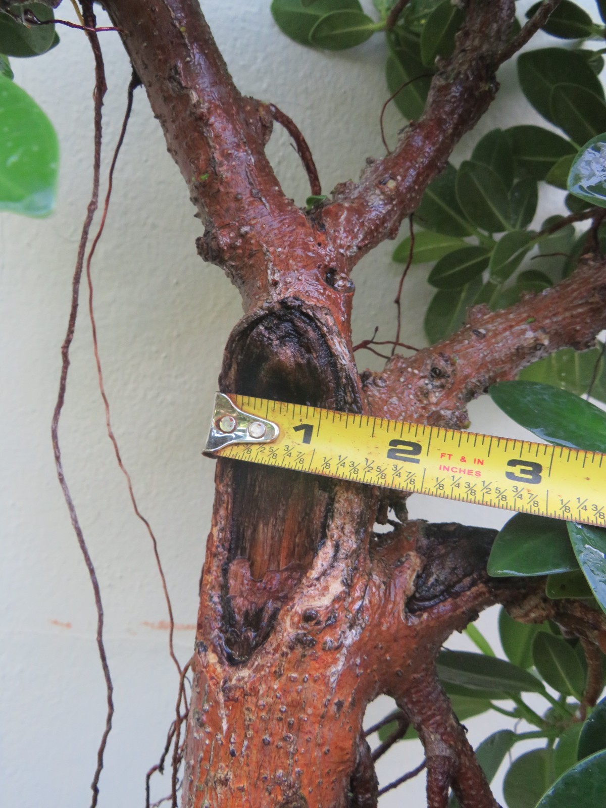 Ficus microcarpa Live Green Island Fig Tree Indoor, areal roots, Tropical Bonsai