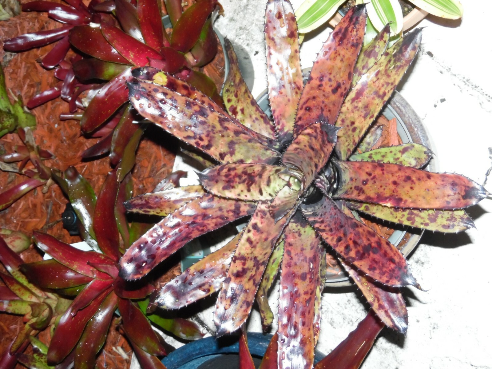 Aechmea ORLANDIANA DARK FORM Bromeliad one tropical plant *MEDIUM*