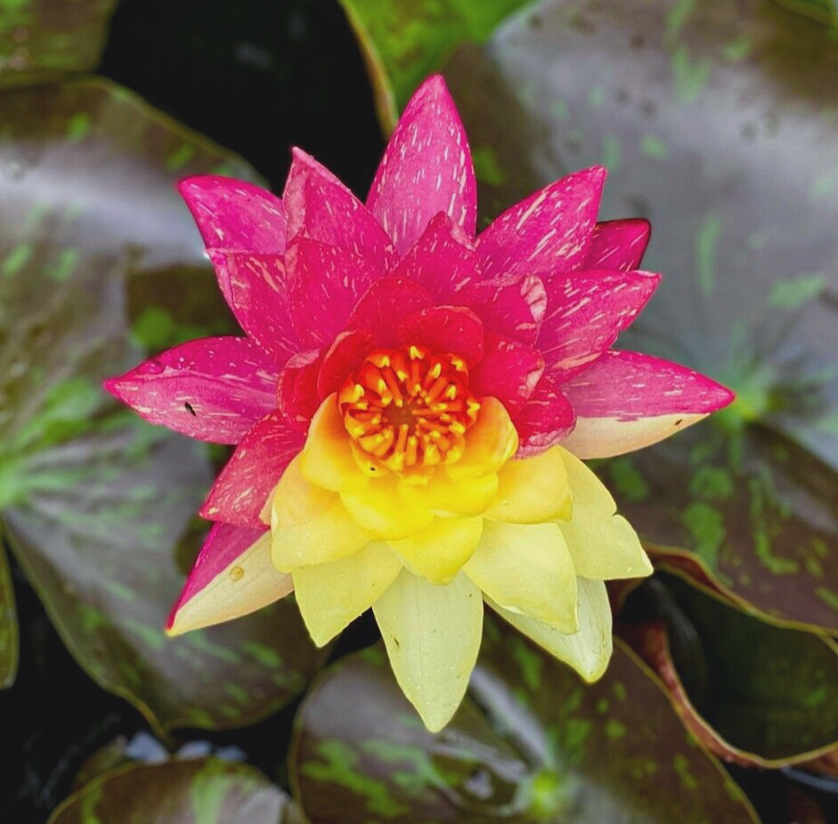Nymphaea “Wanvisa” Pink Water Lily (Winter-Hardy) | Sprouted Tuber/Rhizome