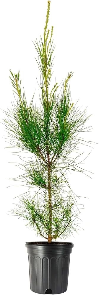 Loblolly Pine Trees 5 Per Order Live Rooted In Pots