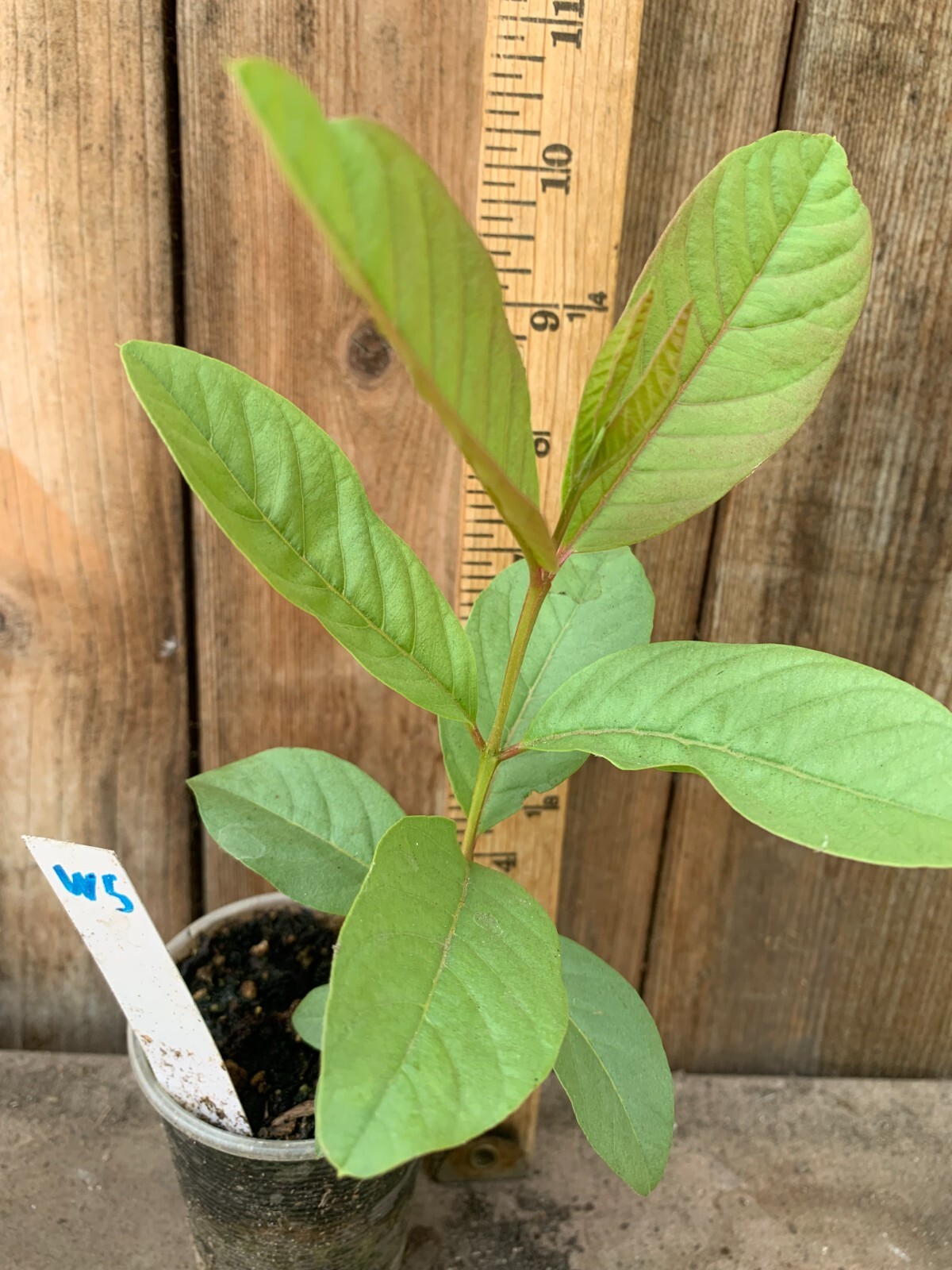 1 Asian Cream White Tropical Guava Fruit Tree Psidium Guajava Tree App 14″