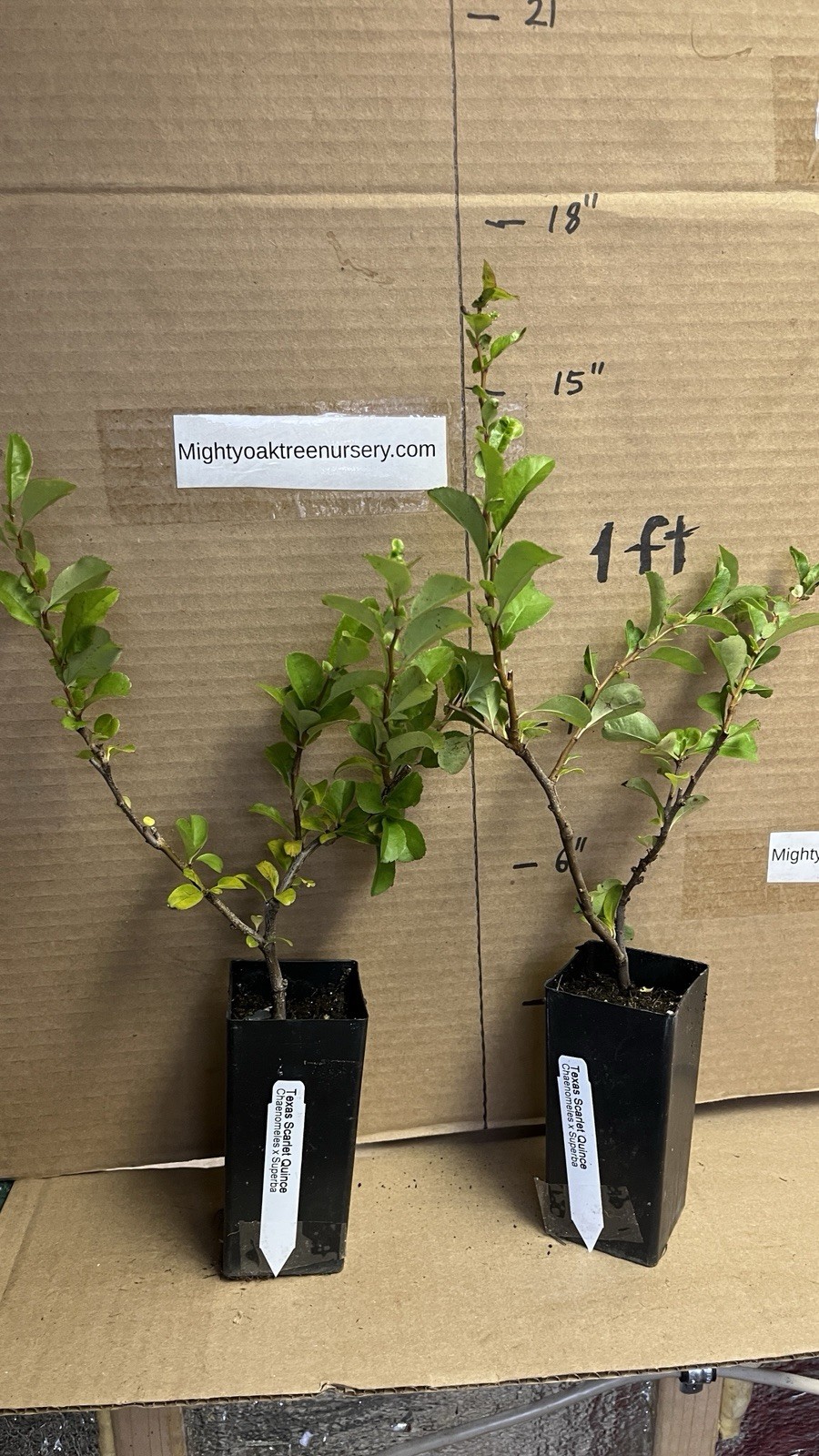 Chaenomeles Speciosa “Texas Scarlet” (Red Flowering Quince) Plant