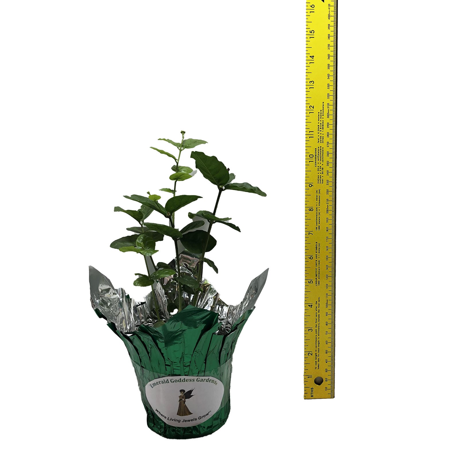 DUKE OF TUSCANY Arabian Sambac Jasmine Plant Very Fragrant Double White Flower