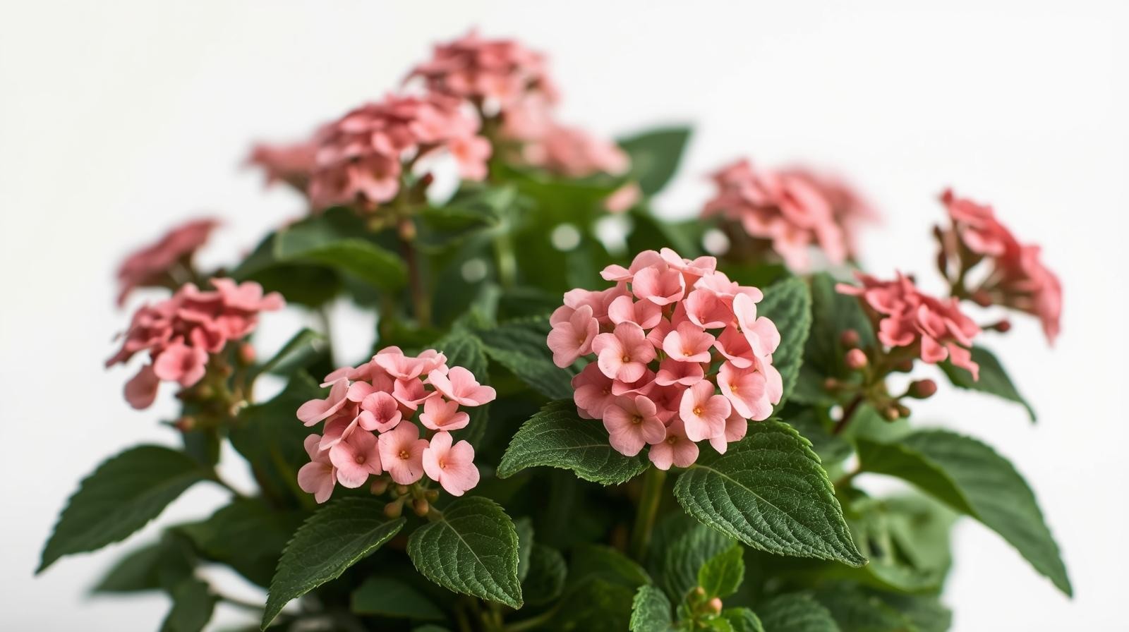 Lantana ‘Blush Pink’ (Rooted Starter Plant) BUY 2 GET 1 FREE