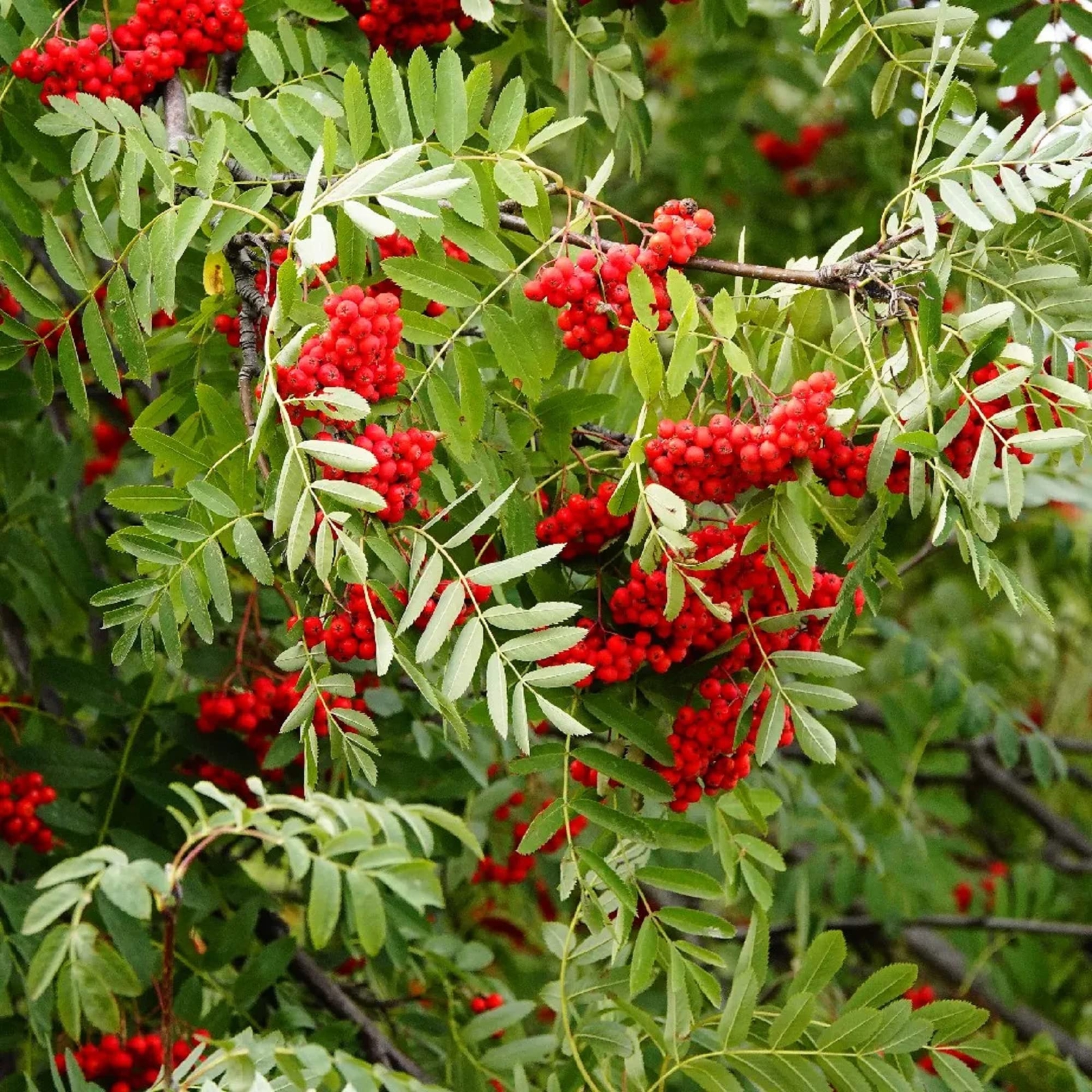 CHUXAY GARDEN Sorbus Aucuparia-Rowan,European Mountain Ash 50 Seeds Dwarf Shrub