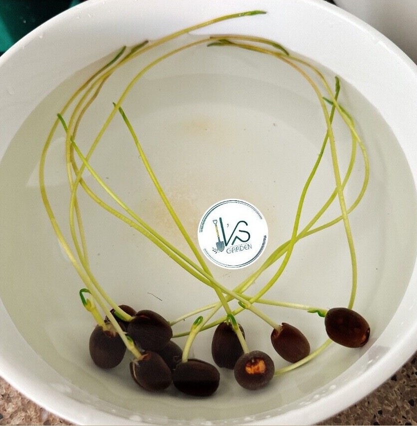5 Lotus Seedings (Pink, Snow White, Royal, Guan Yin, Mini) – ready for potting
