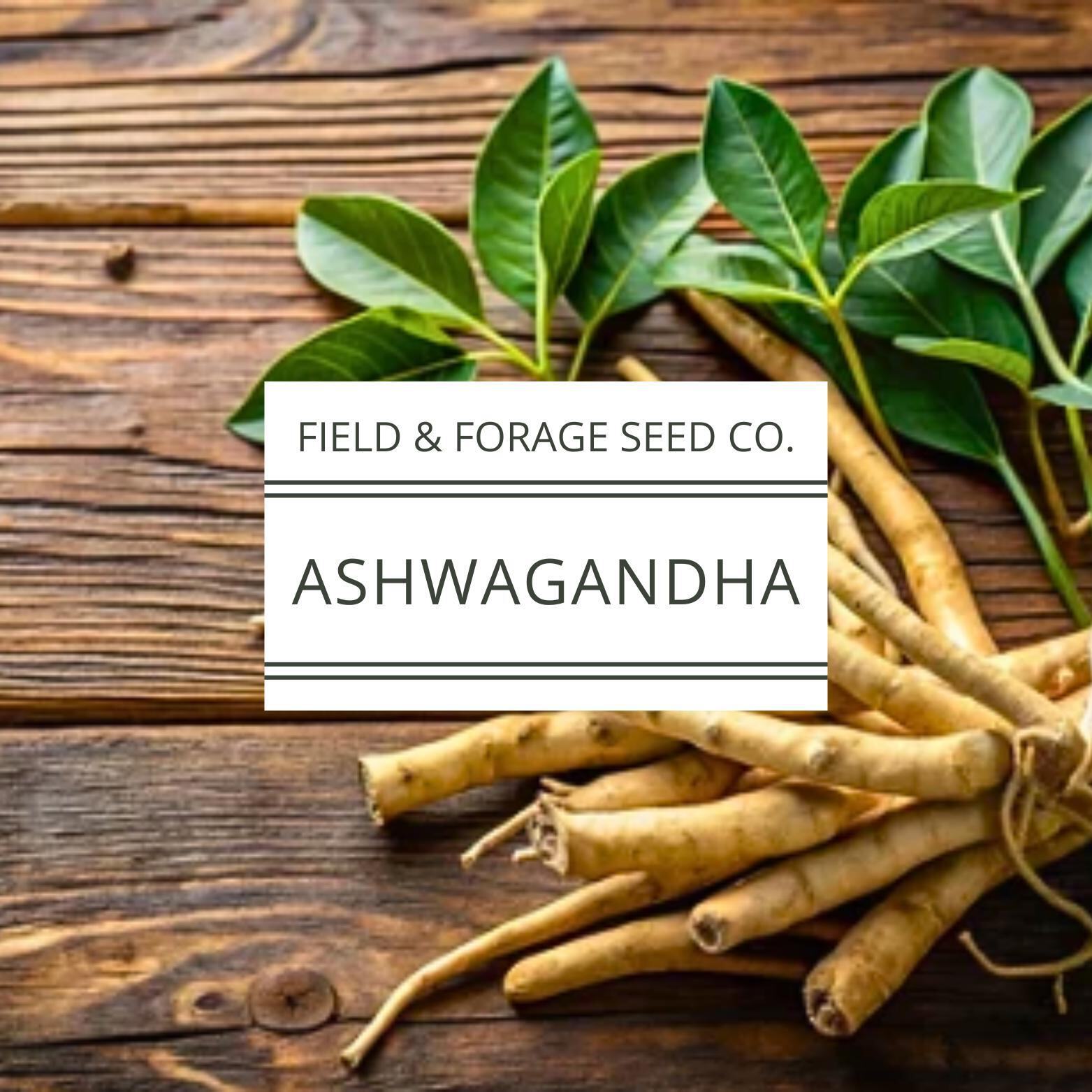 Ashwagandha Seeds | Withania somnifera | Heirloom | Non-GMO Herbal Gardens | 30