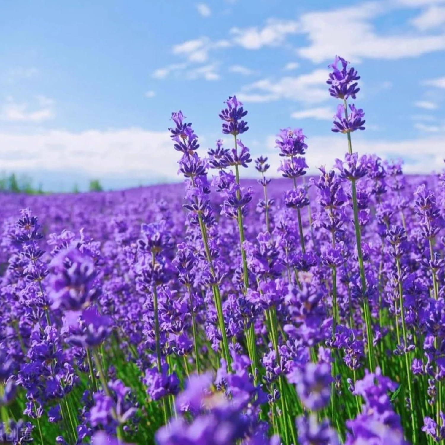 4000 Seeds Lavender Flower Seeds, 90-120 Days to Bloom, Summer Flowering, Drough