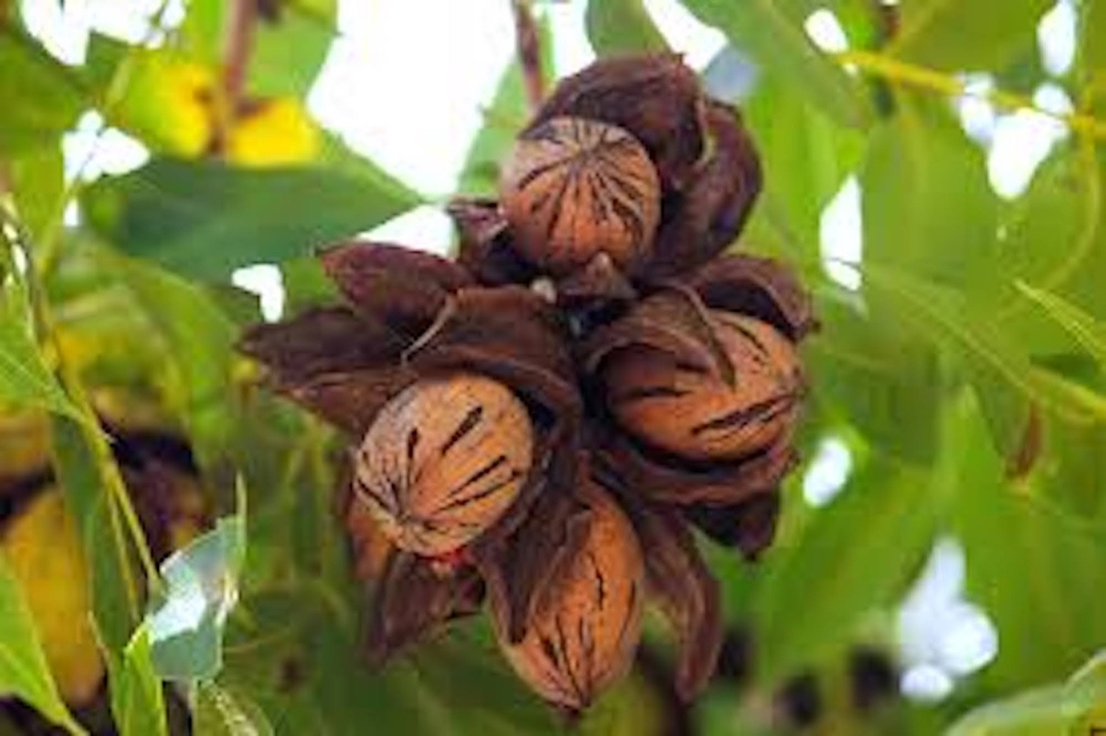 5 Pecan Tree 12-24″ Tall Carya illinoinensis Bare Root